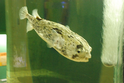 新屋島水族館 (12)