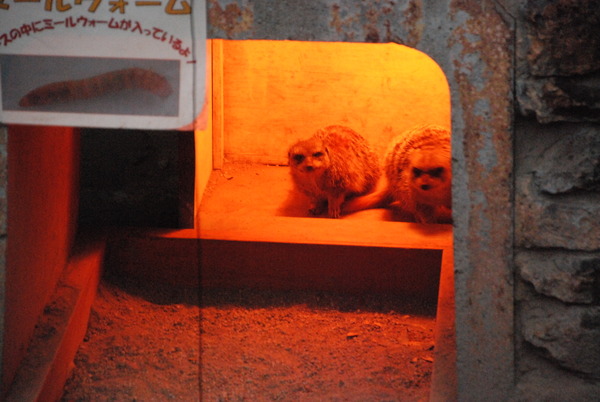 狭山市立智光山公園こども動物園 (38)