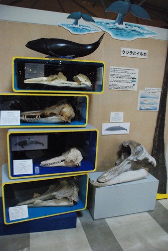 東海大海洋生物博物館 (19)