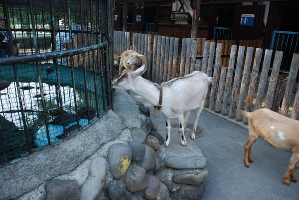 板橋区こども動物園 (9)