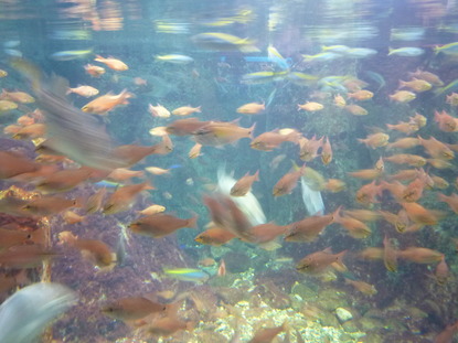 江ノ島水族館 (6)