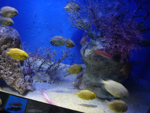 江ノ島水族館 (24)