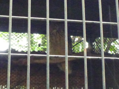 羽村動物園 (91)