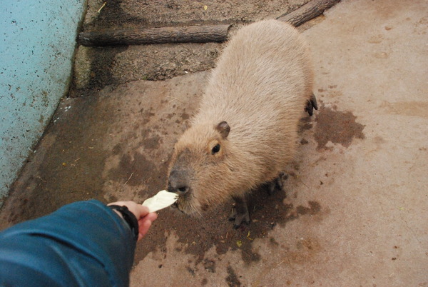 しろとり動物園 (49)