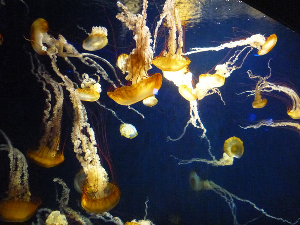 江ノ島水族館 (59)