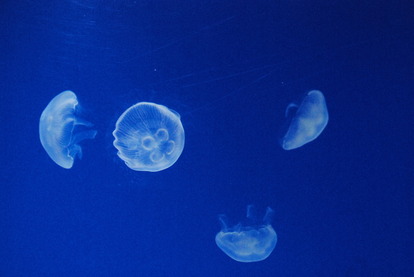 新屋島水族館 (32)