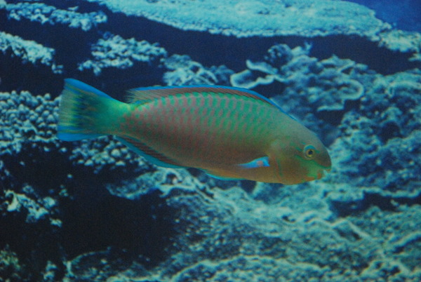 鹿児島水族館 (24)