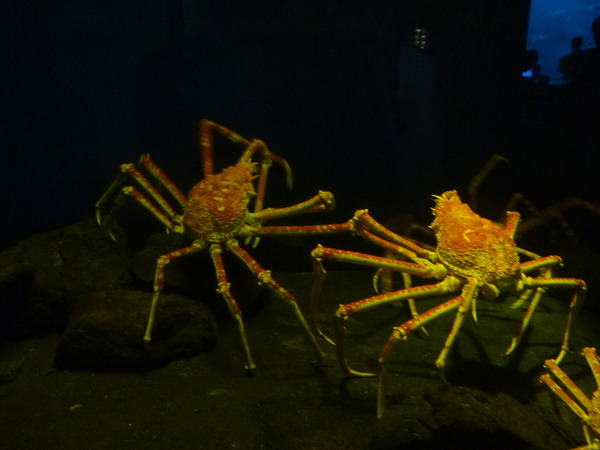 江ノ島水族館 (30)