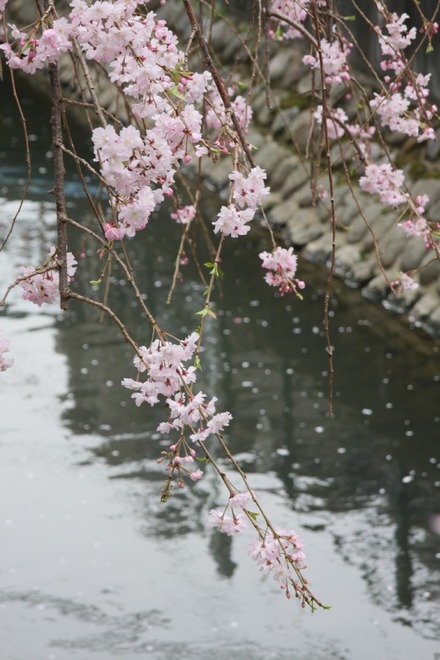 130323Æó¥öÎÎÍÑ¿å¤Îºù 03