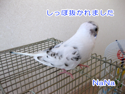 羽毛ダニの駆除 カズナル 鳥達の襲撃