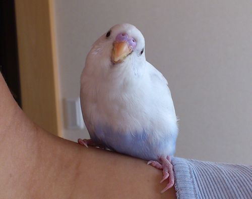 パンツをはいた白文鳥 : カズナル ～鳥達の襲撃