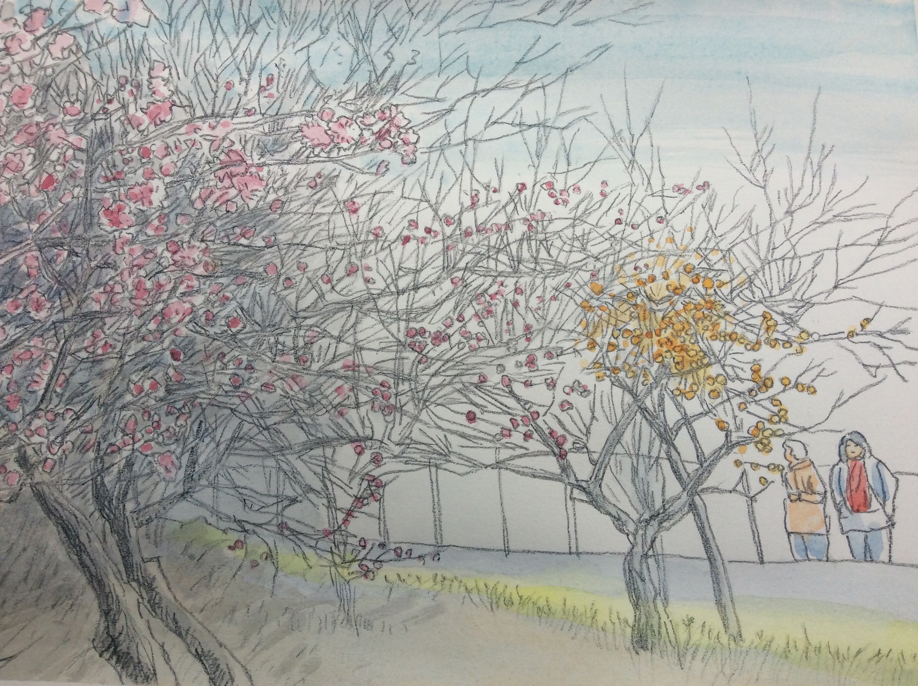 満開の梅と柿の木をスケッチ : カズヨシのアトリエ