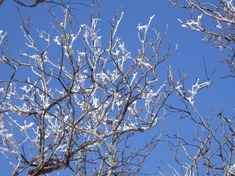 RIMG8962_R