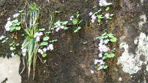 RIMG9712_R