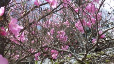 RIMG9564_R