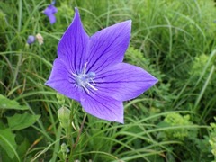 RIMG5389_R