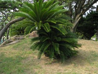IMG_0488_320