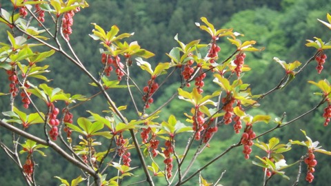 RIMG9692_R