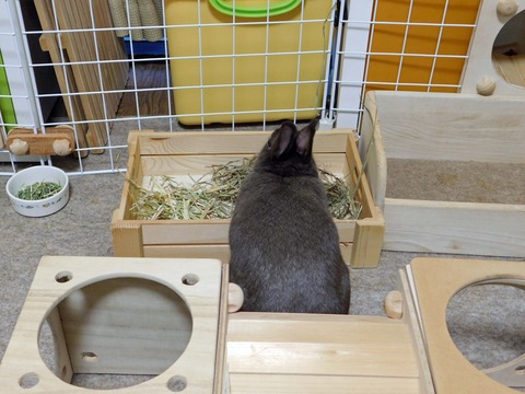 mocha_4951