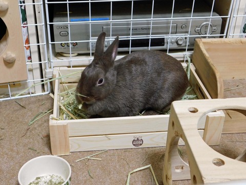 mocha_2733