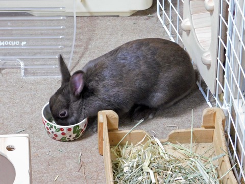 mocha_2509
