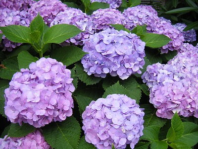 DSCF0609