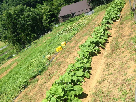 ごぼう