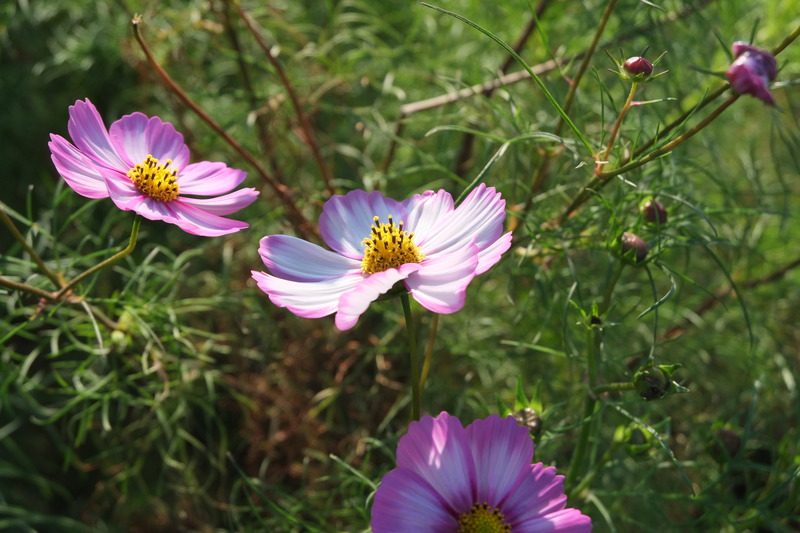 DSCF9842