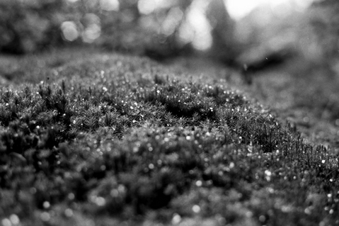 「Snow-Garden」