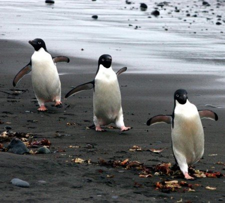 3連ペンギン