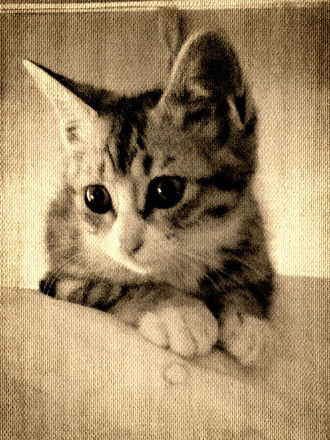 sLexie