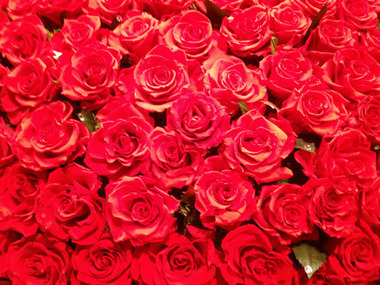 rose33