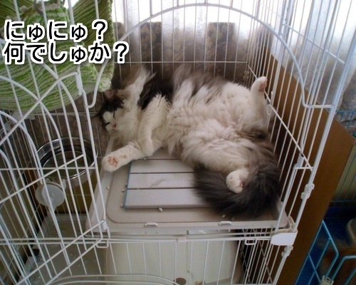 $バカきょうだいの記録