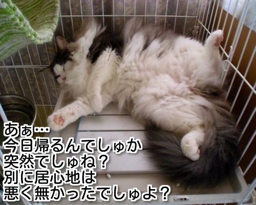 $バカきょうだいの記録