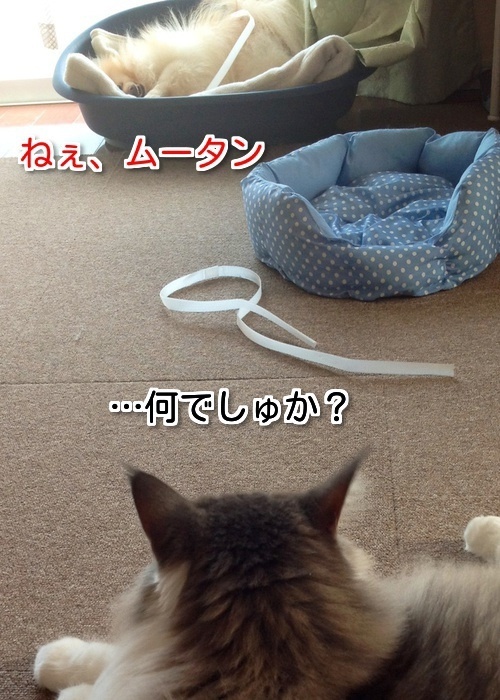 $バカきょうだいの記録
