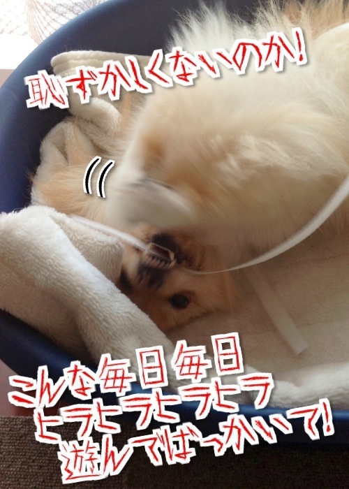 $バカきょうだいの記録