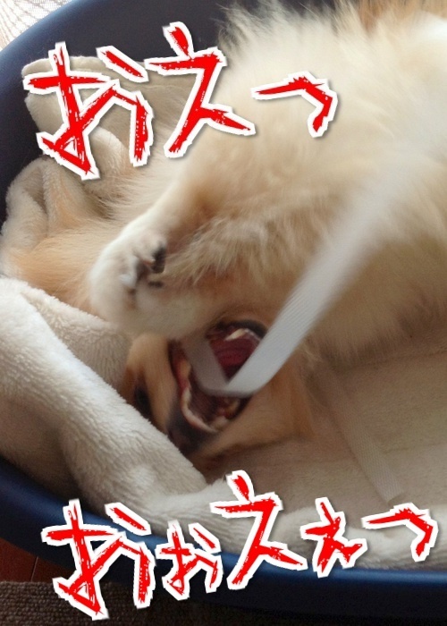$バカきょうだいの記録