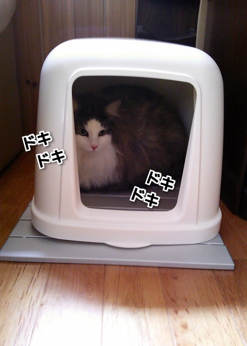 $バカきょうだいの記録