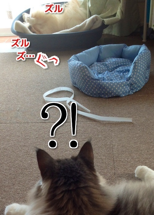 $バカきょうだいの記録