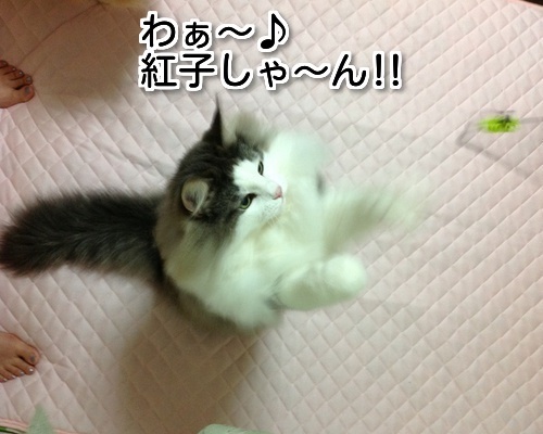 $バカきょうだいの記録