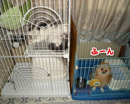 $バカきょうだいの記録