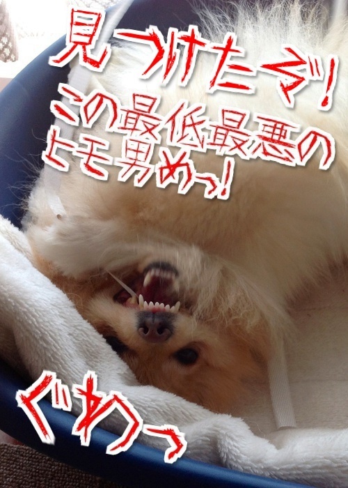 $バカきょうだいの記録