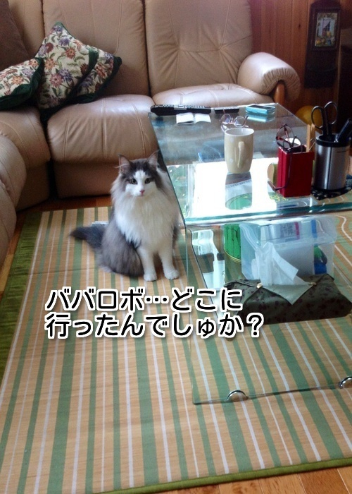 $バカきょうだいの記録