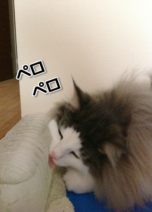 $バカきょうだいの記録