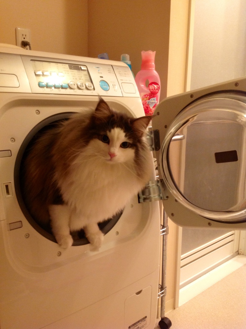$バカきょうだいの記録