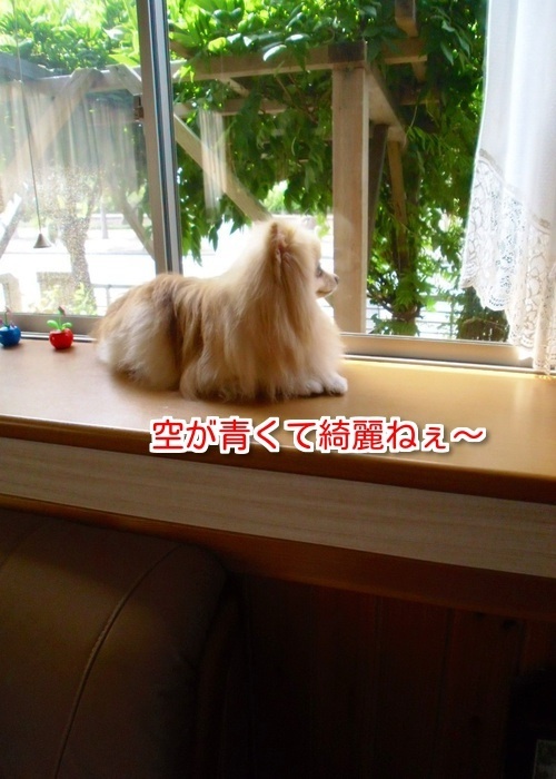 $バカきょうだいの記録