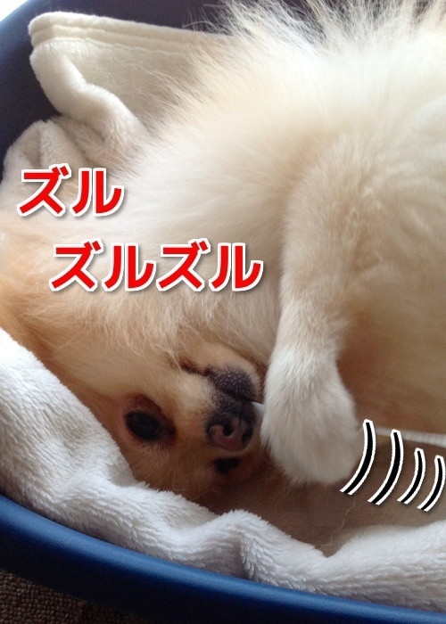 $バカきょうだいの記録