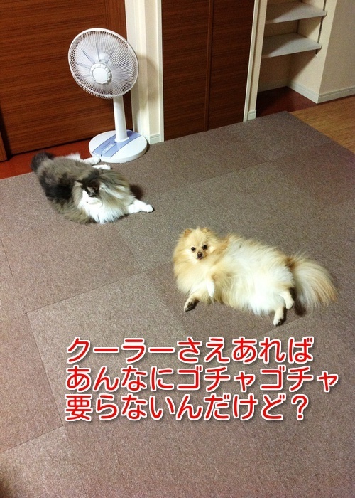 $バカきょうだいの記録