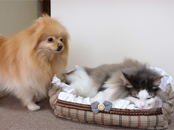 6D227A64-463A-4AA5-B84B-C7DC46520D4B