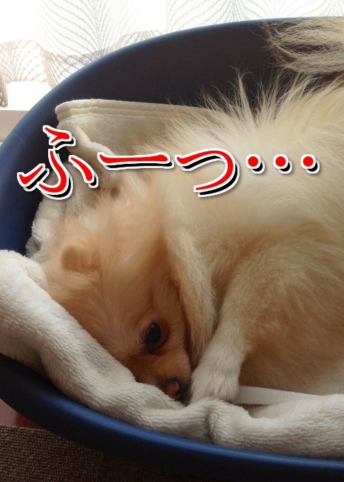 $バカきょうだいの記録